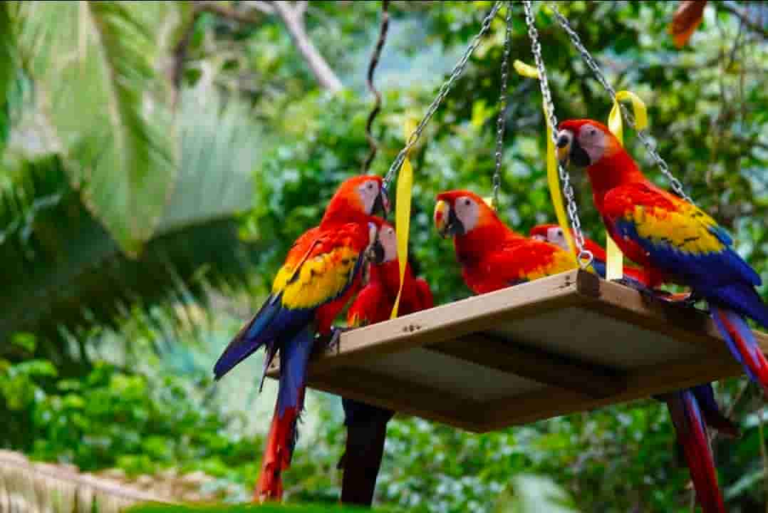 La guacamaya roja regresa a La Ceiba después de 60 años: ocho ejemplares fueron liberados en la cuenca del río Cangrejal