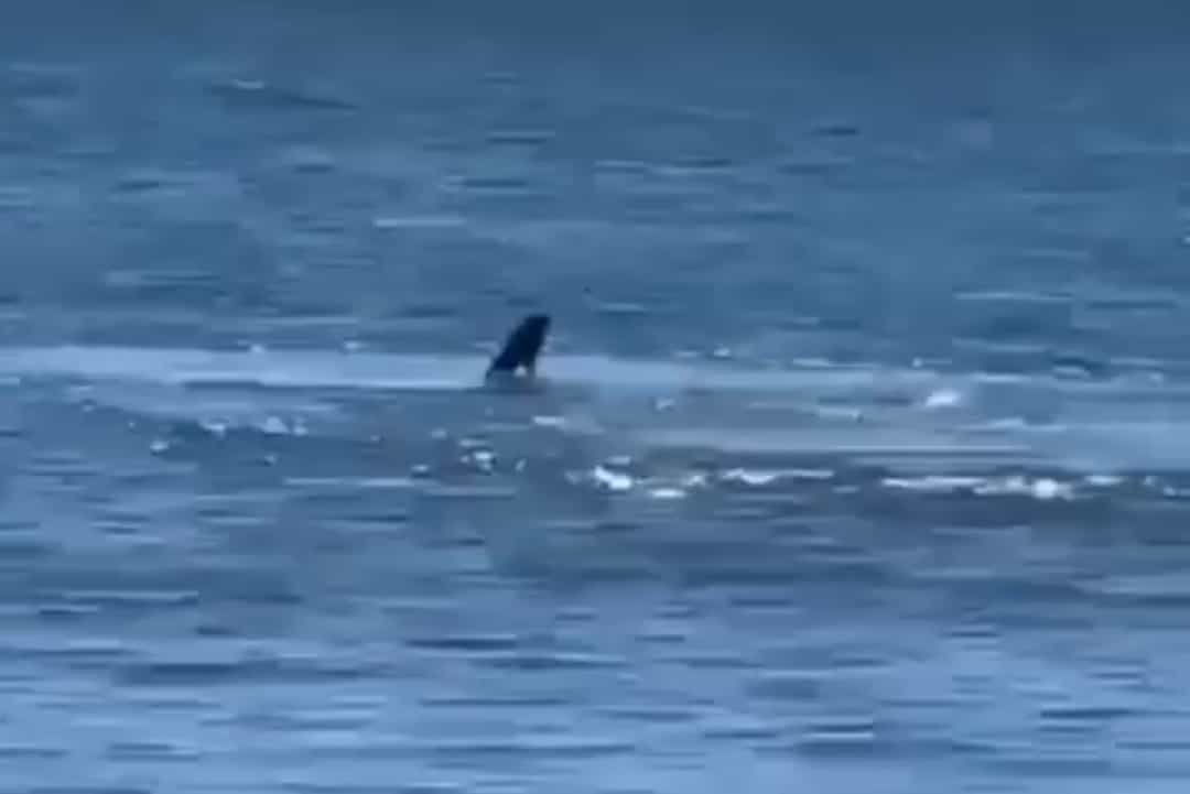 (VIDEO) Pánico en Trujillo: El avistamiento de un gran tiburón martillo ahuyenta a bañistas en la Bahía de Trujillo
